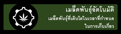 ไอคอนแท็บแบนเนอร์สายพันธุ์กัญชาที่ออกดอกอัตโนมัติของเมล็ดพันธุ์กัญชาอัตโนมัติ
